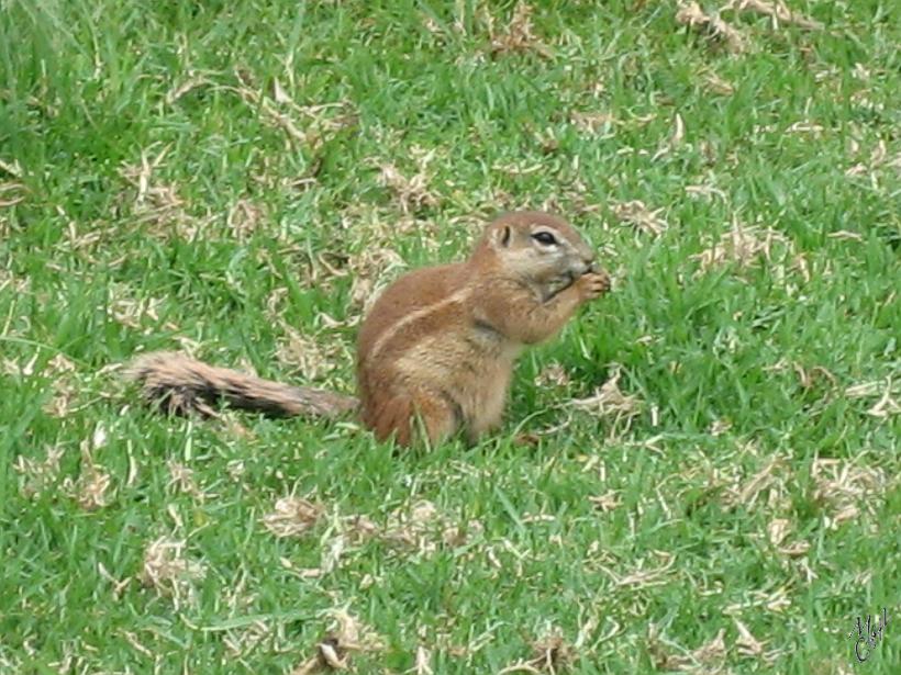 IMG_3795.jpg - Un chien de prairie de la famille des écureuils terrestres.