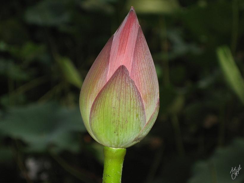 0907Hanzhou_IMG_5531.JPG - Fleur de lotus sacré au bord du lac de l'Ouest à Hangzhou. Les fleurs, les graines, les jeunes feuilles et les rhizomes sont tous comestibles.